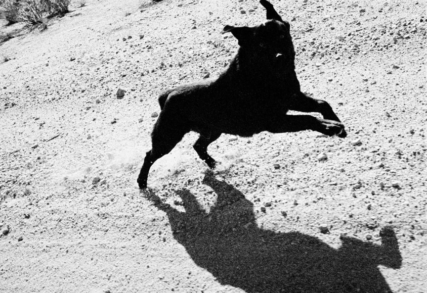 © John Divola from "Dogs Chasing My Car in the Desert""