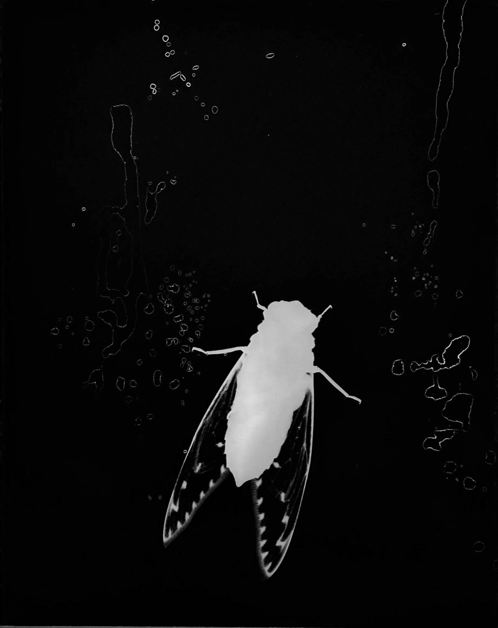 Cicada, 2019, Borneo. © Zana Briski