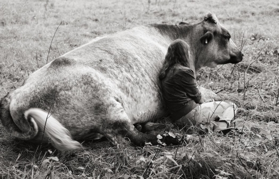 Yan Wernicke Documents Two Women's Close Bonds with Rescued Farm Animals
