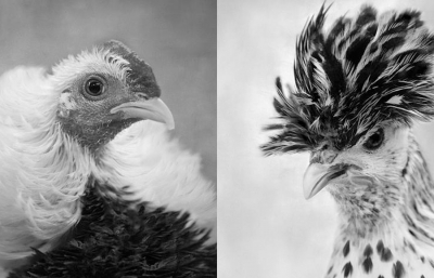 Behold: Chickens Like You've Never Seen Them Before